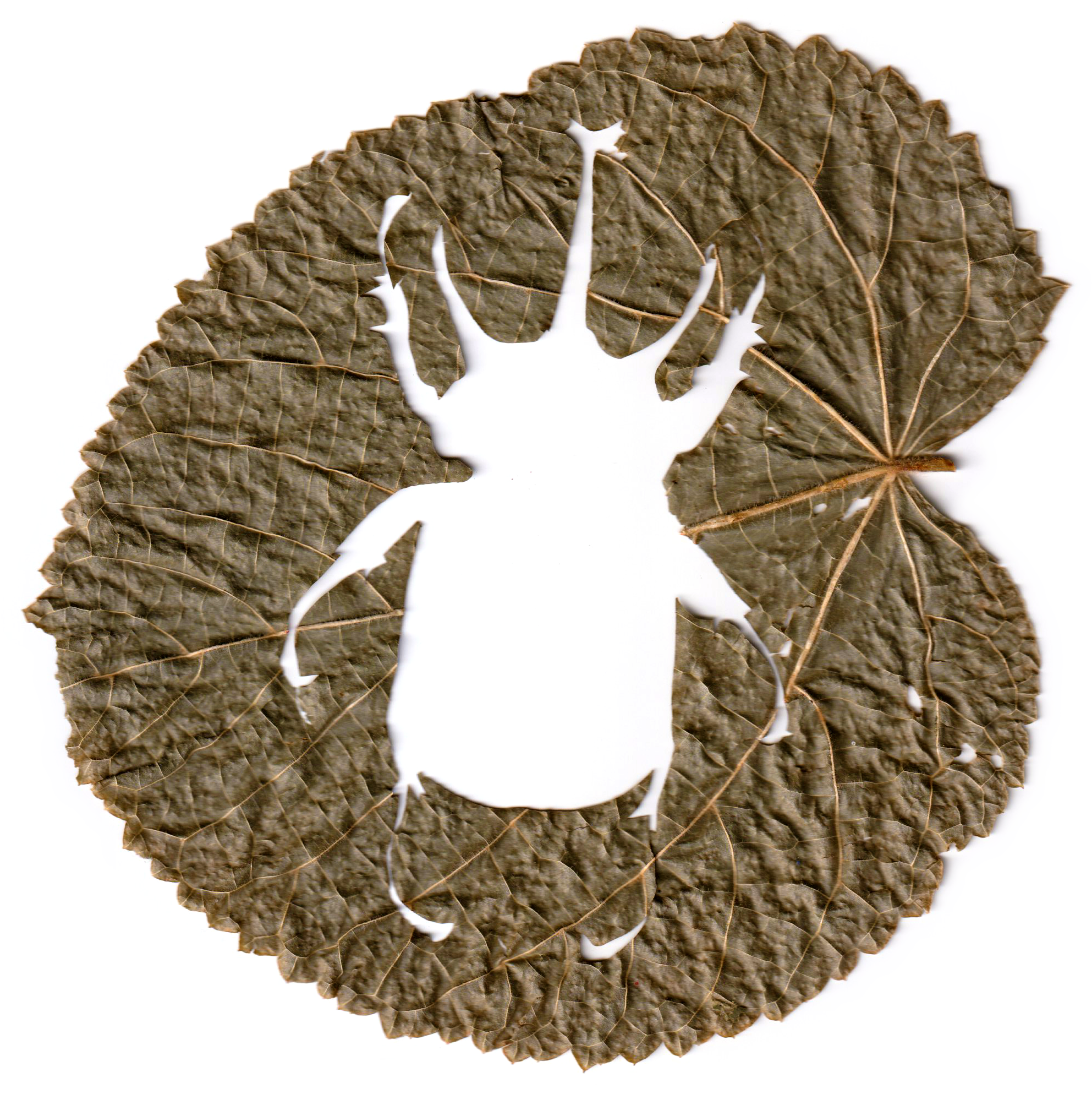 A brown leaf with a hole cut out in the shape of a beetle, revealing a white background behind it.