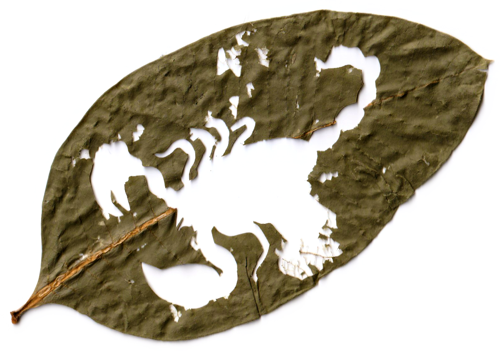 A dried, damaged leaf with holes and tears, showing a silhouette of a butterfly-shaped pattern cut out.