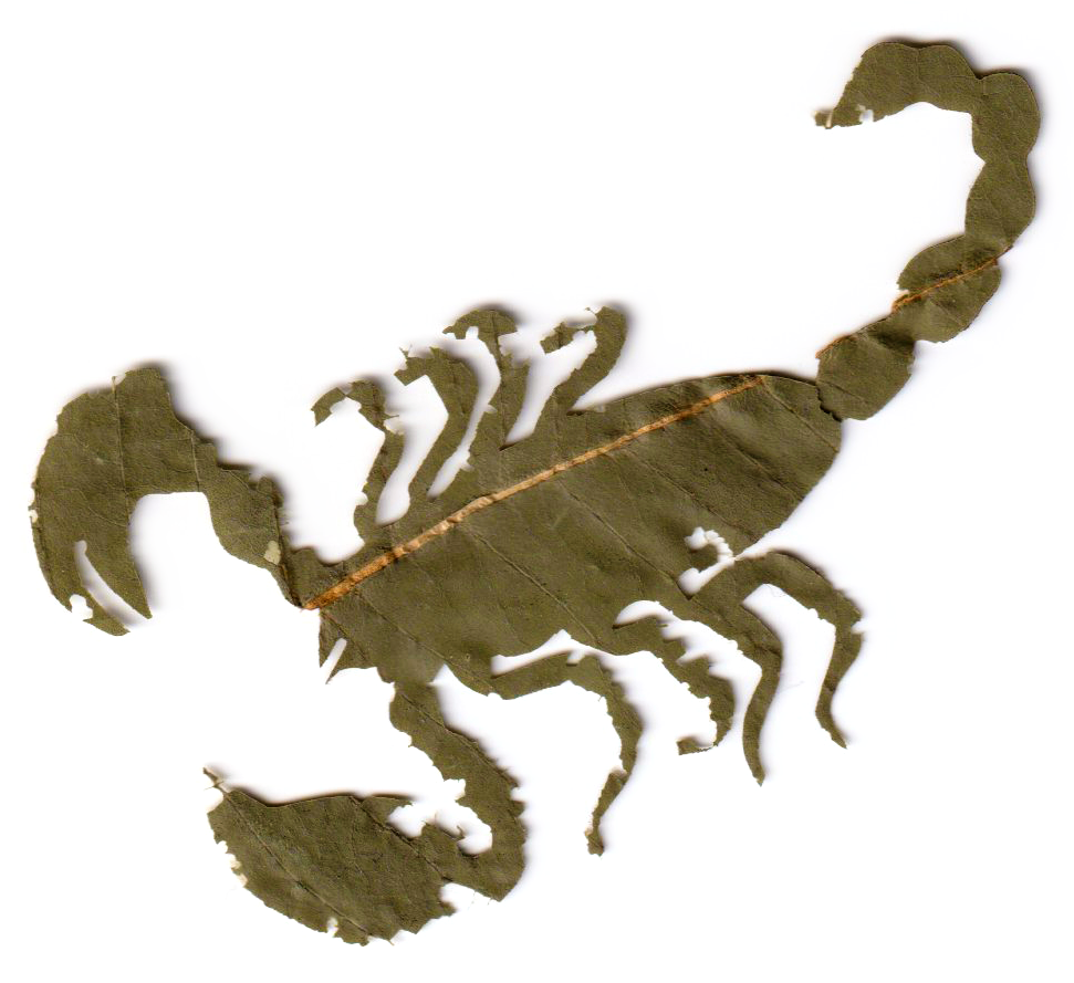 poison dart frog shaped leaf skeleton with a visible central vein and cut-out sections