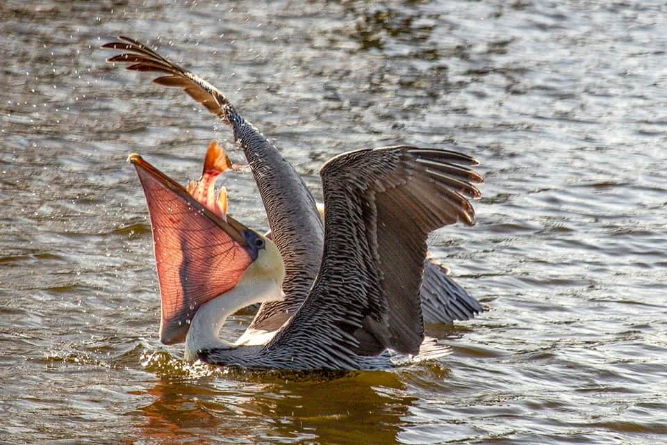 Brown pelican with some leftovers from fishermen at Ocean Springs Harbor by Steven Lepre Photography .