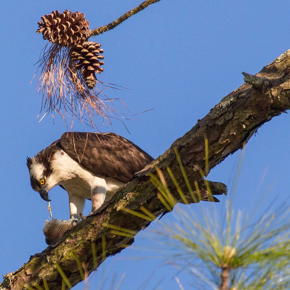 An osprey with its prey