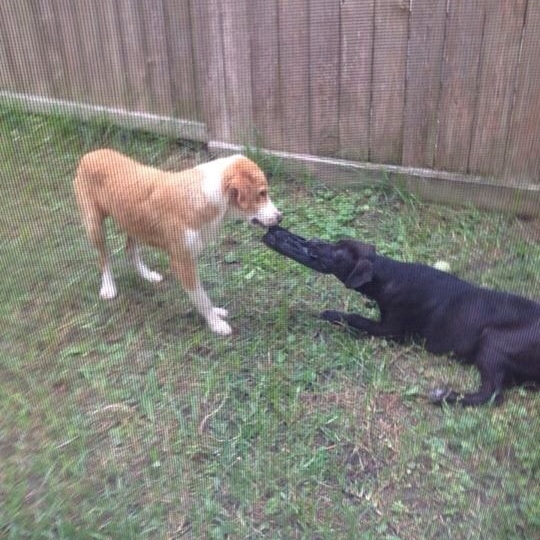 Shoe! Yum! (Notice the abandoned tennis ball sitting right next to the black pup)