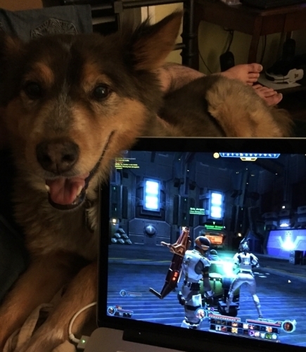 DogProblems.jpg