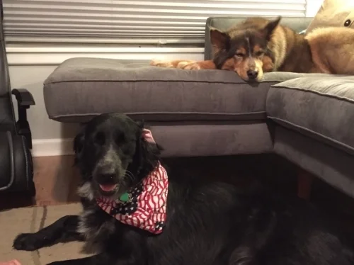 Thanksgiving_Pups.jpg