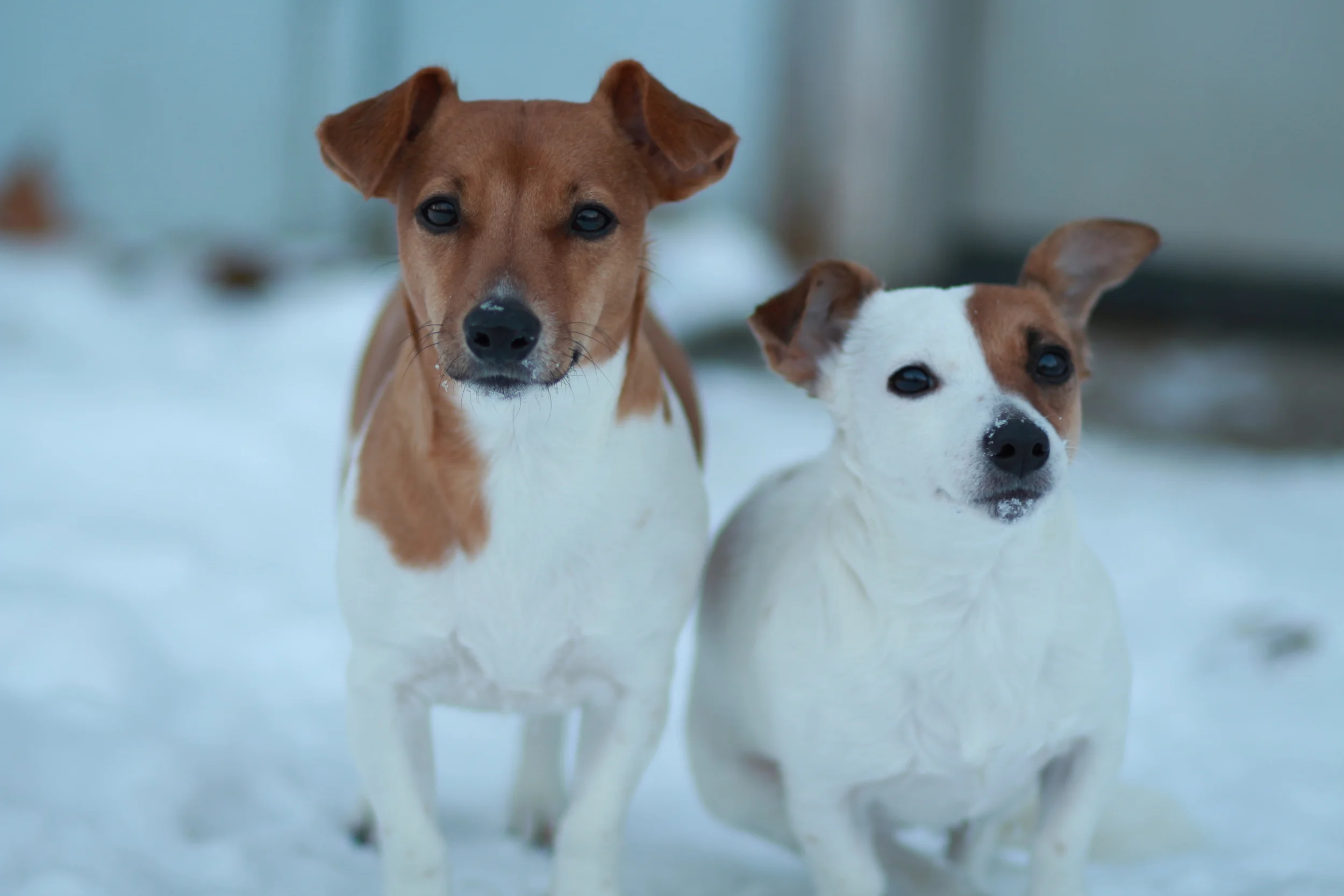 We will be glad to photograph your pets/animals providing packages starting at $135. Because of the nature of "nature", prices for your particular session must be determined on a case by case basis.