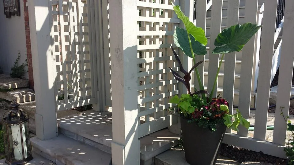 ELEPHANT EAR.jpg