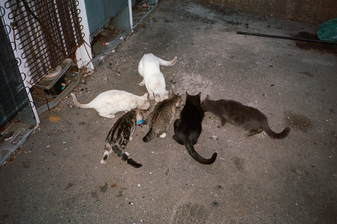 cats_cats_cats.jpg