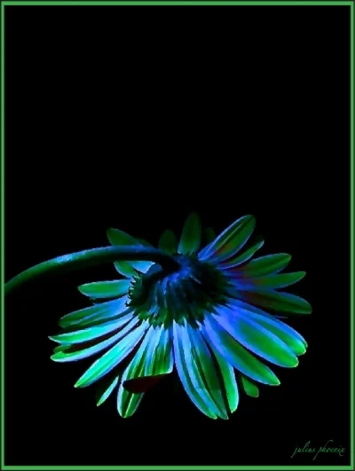 juliusphoenix_CollapsingDaisy.jpg