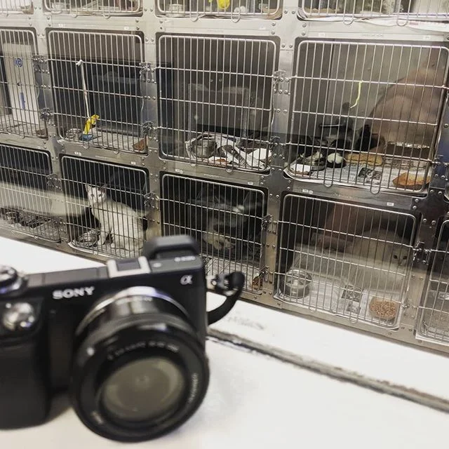 I can't recommended volunteering enough!  Find a cause and give them some of your time and talent.  I volunteer at @pawschicago and am spending the afternoon at @chicagoanimalcare documenting a rescue day, when shelters around the city come together 