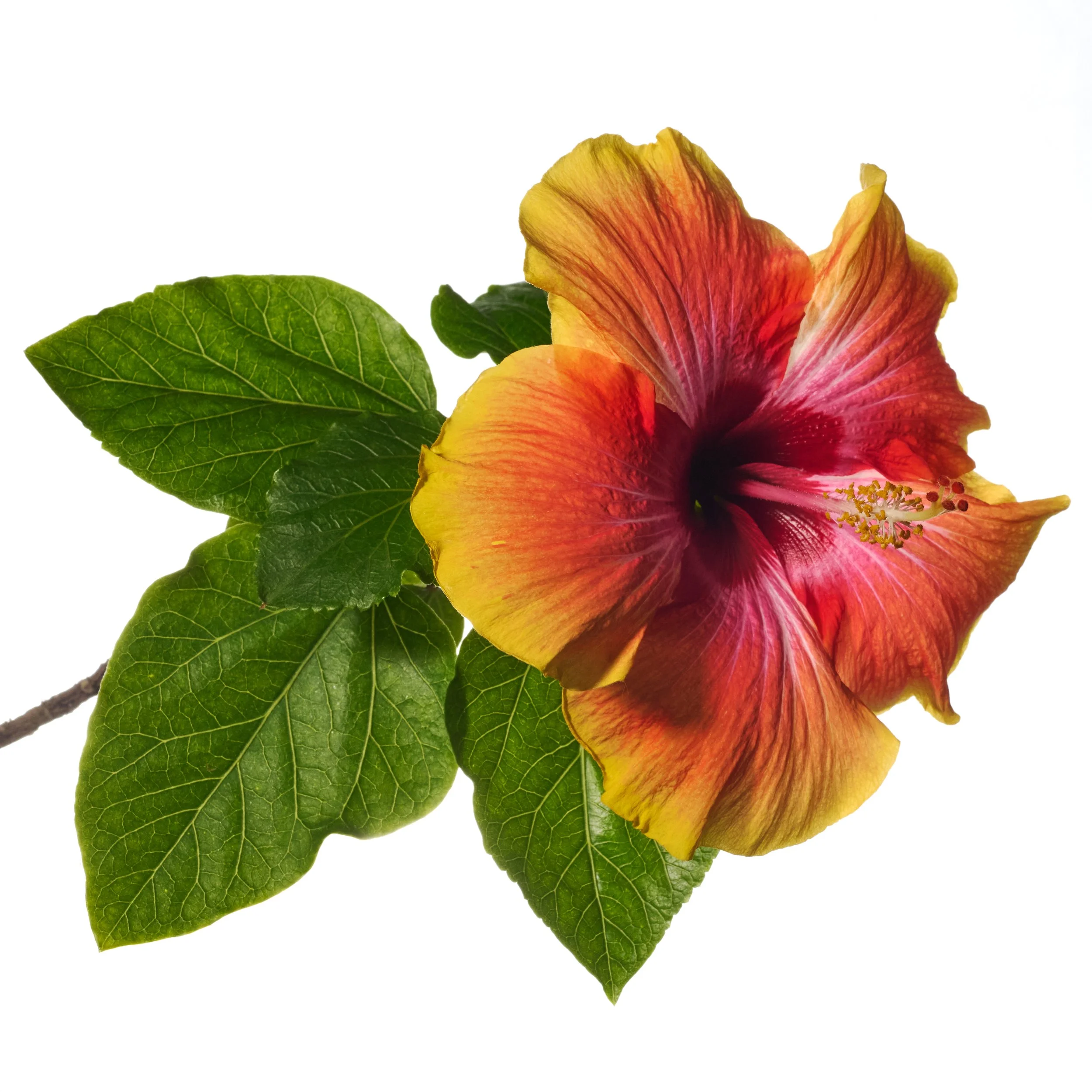 20251002 Hibiscus Blooms0479.jpg