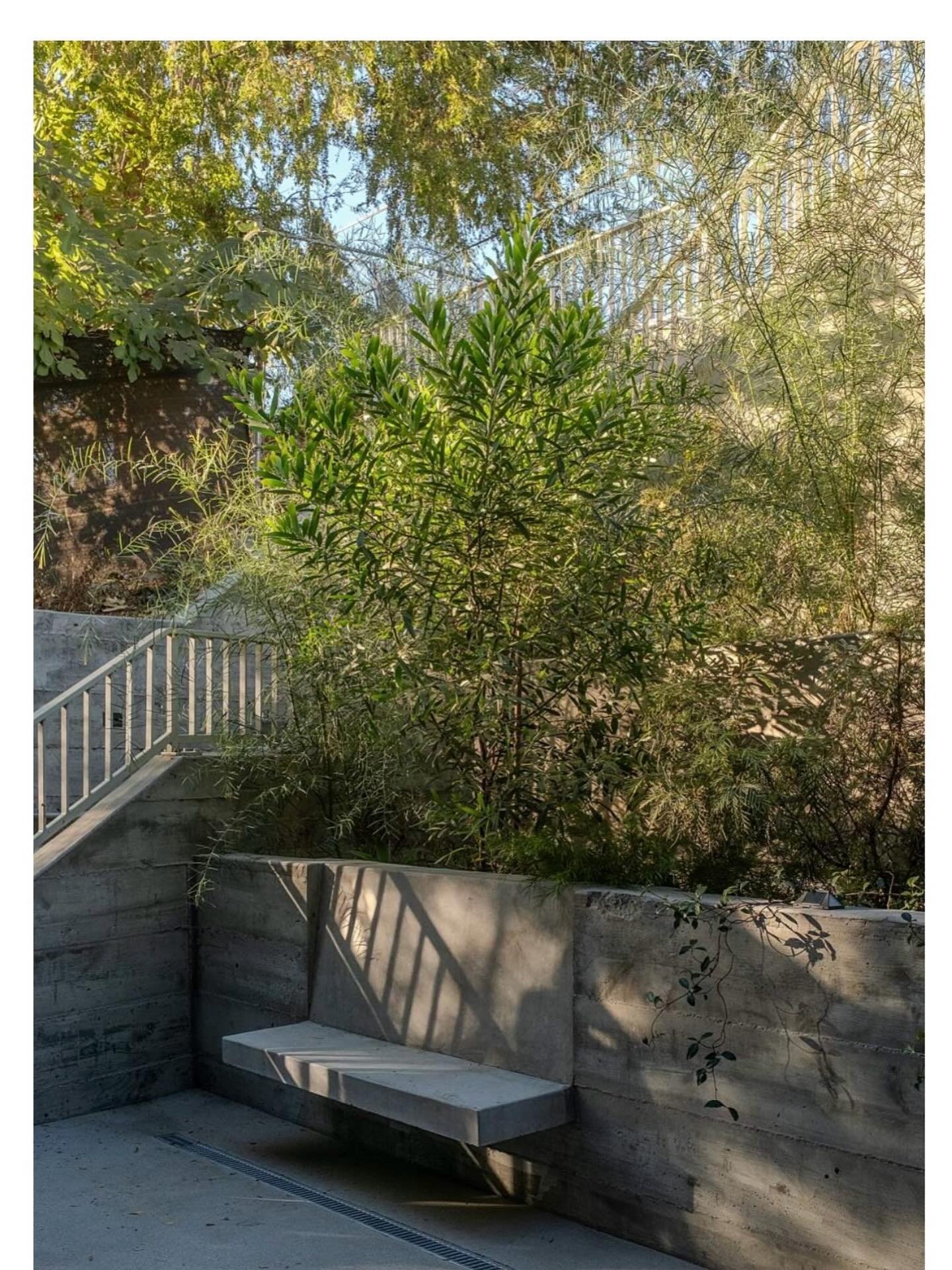 West Ave 33 completed early 2025.
New 2-story residence in Mount Washington.
Architect @karabachian 
Interiors @hannahshowalterdesign 
Photo Anthony Stoffella