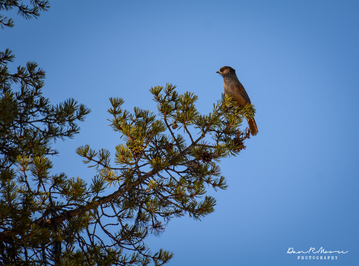 March, Siberian Jay