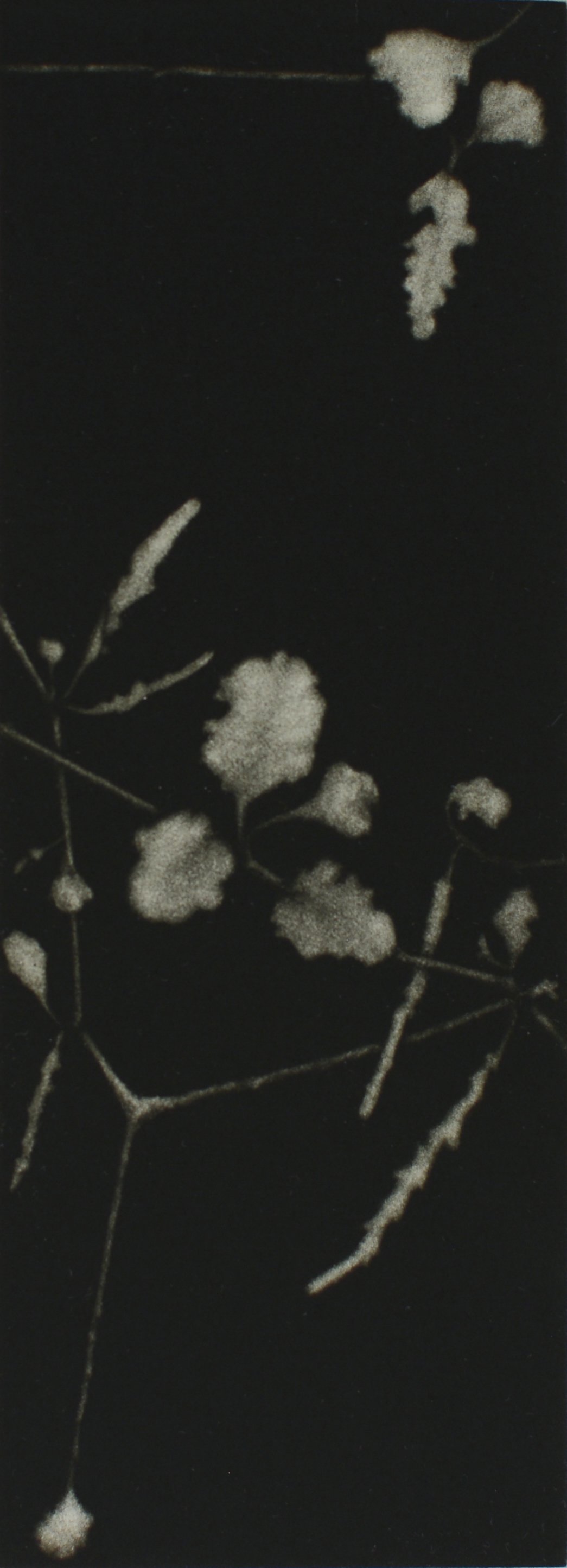  ‘Pōkākā’   Mezzotint. Ink on Hahnemuhle 300gsm Paper. Image: 200 x 75mm Paper: 295 x 155mm. Edition of 20  Kyla Cresswell, 2023 