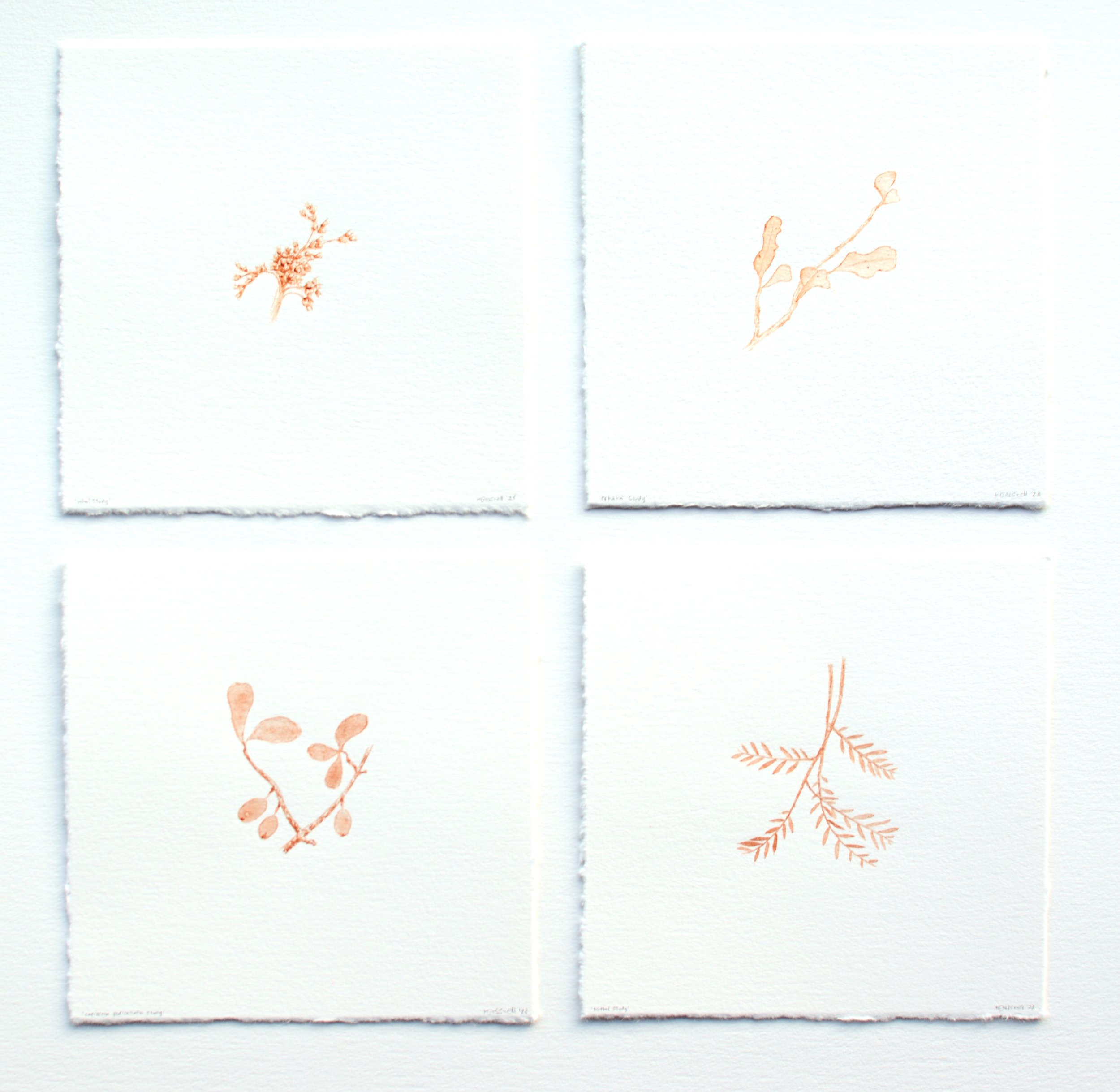  ‘From the Forest’ - Studies in Invercargill/ Waihōpai CBD Brick ‘Mataī Study’ ,’Wīwī’ Study’, ‘Pōkākā Study’, ‘Coprosma Pedicellata (Rare) Study’  Ink Handmade from Invercargill/ Waihōpai CBD brick pigment on 300gsm Hahnemuhle Paper. Framed as four 