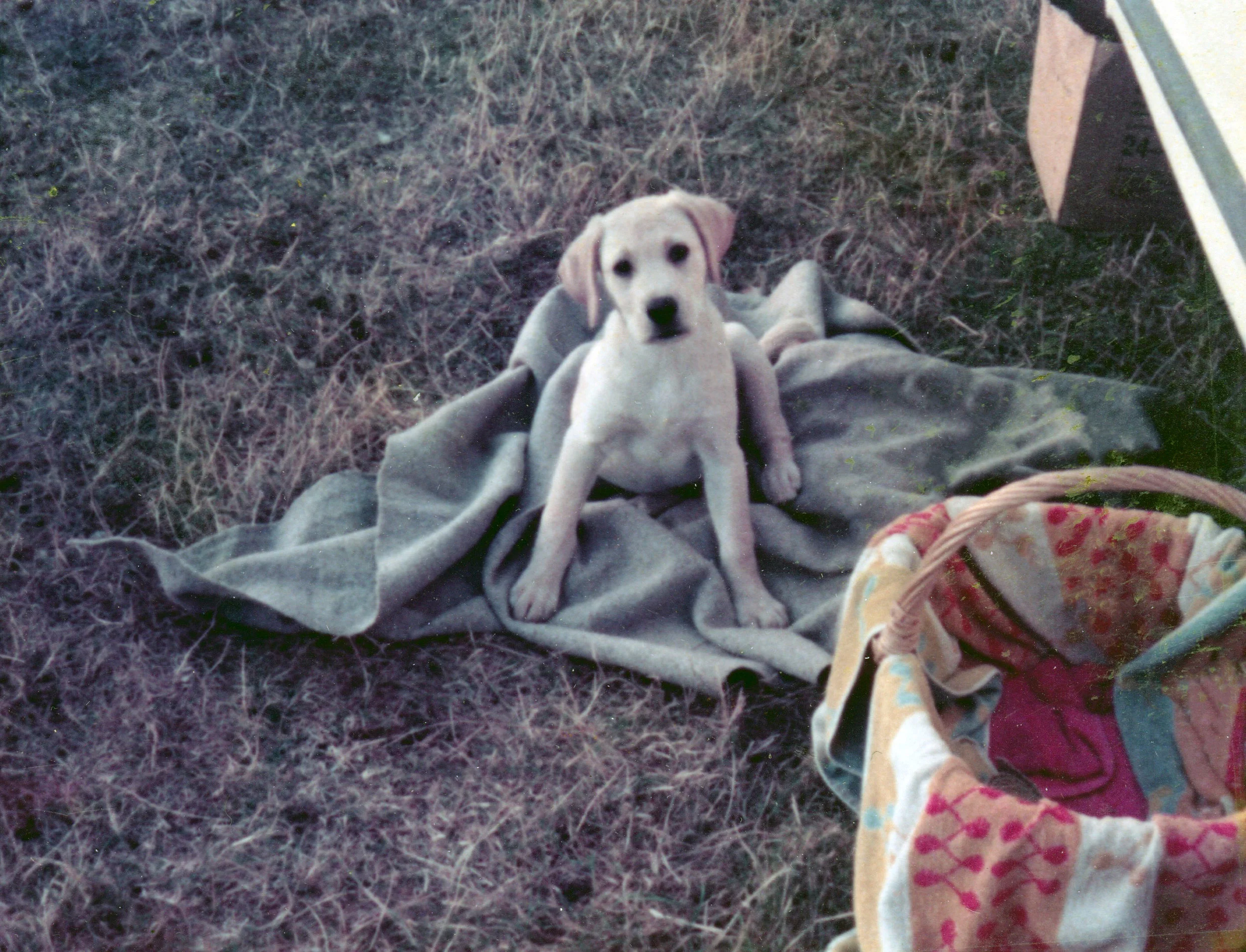 Scan 39.jpeg