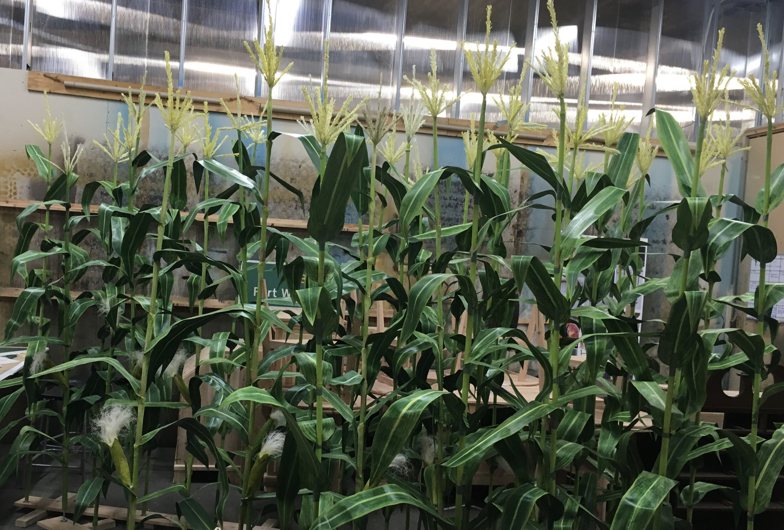 Replica corn plants - Outlander S5. Made with Rachel George
