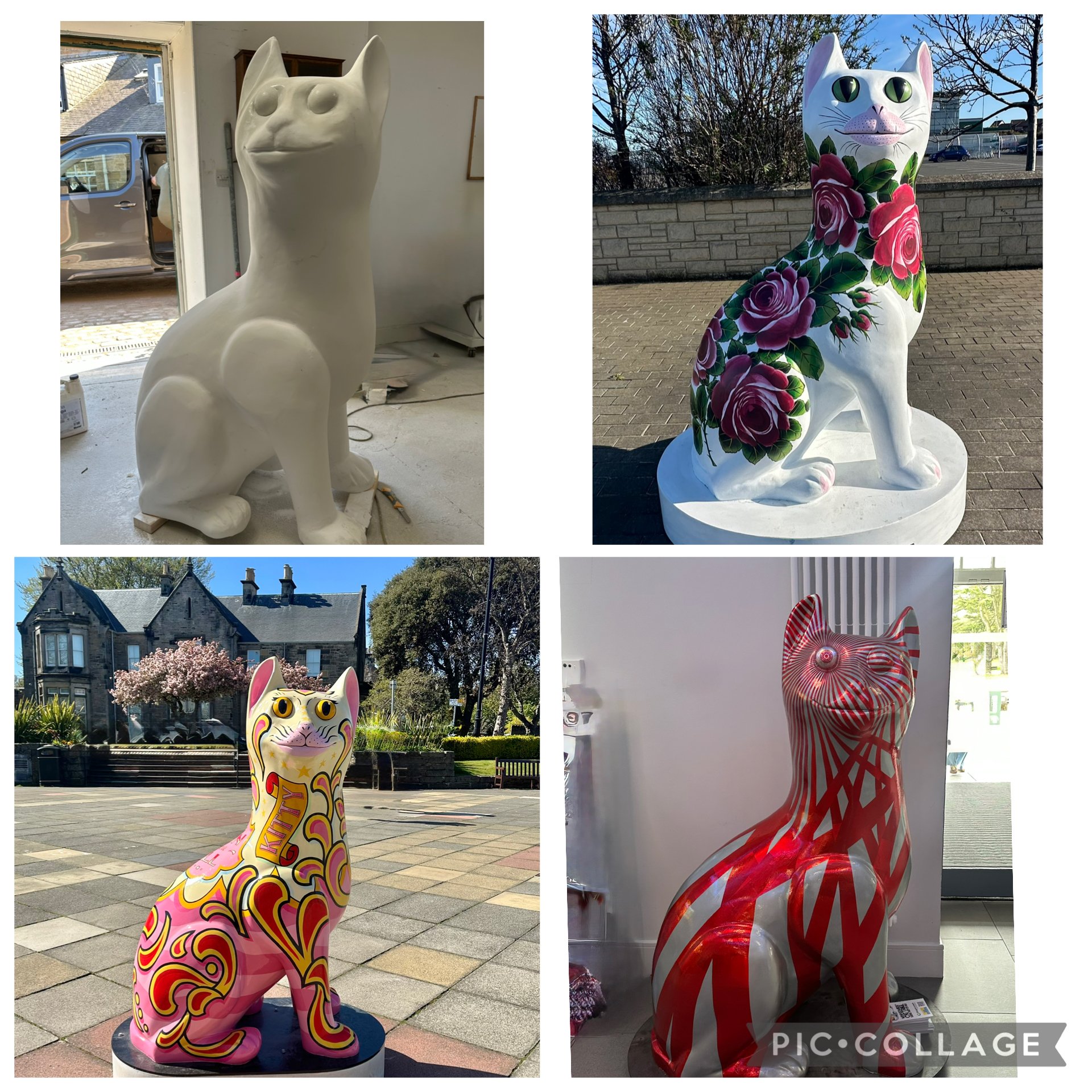 Weymss cat trail