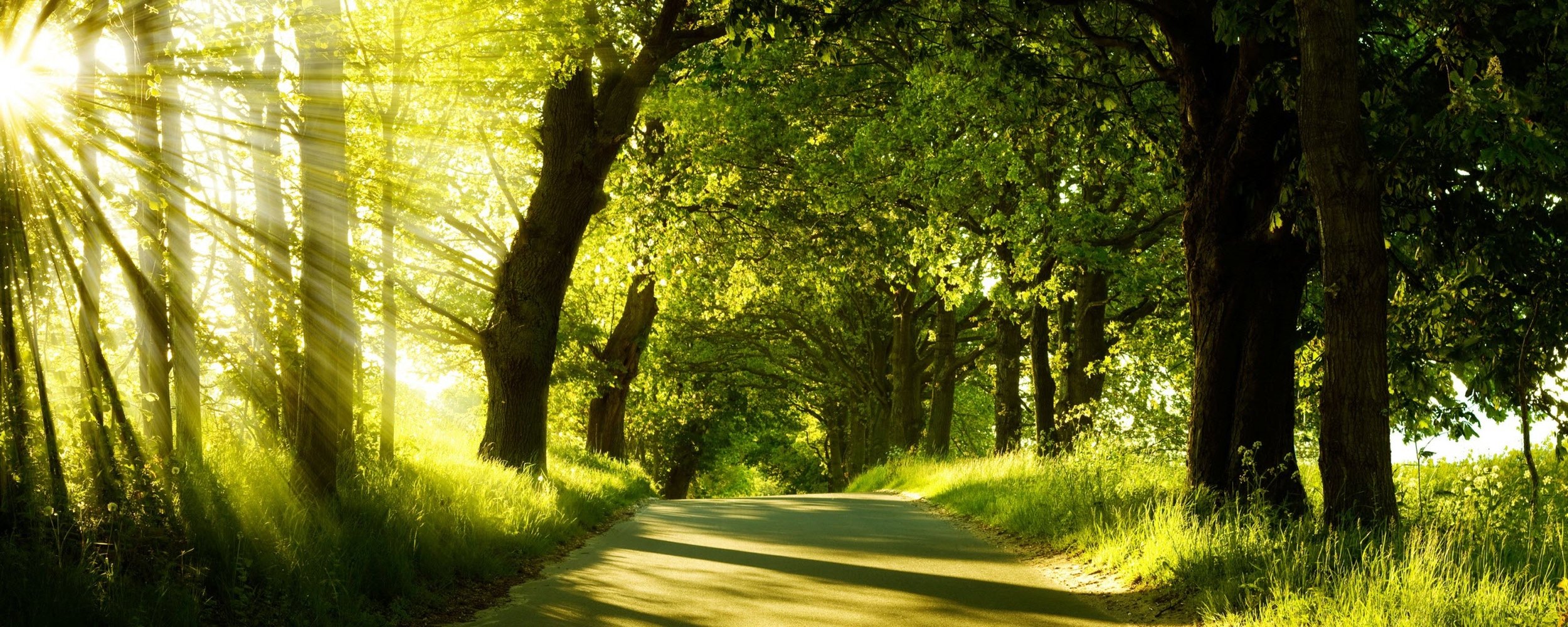 _downloadfiles_wallpapers_2560_1024_green_nature_dual_monitor_7677.jpg