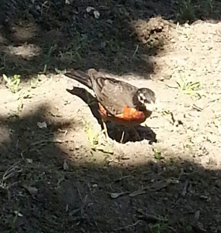 My friend, who was our constant companion during our outdoor projects. He was always around when we dug up some fresh dirt for some fresh worms!