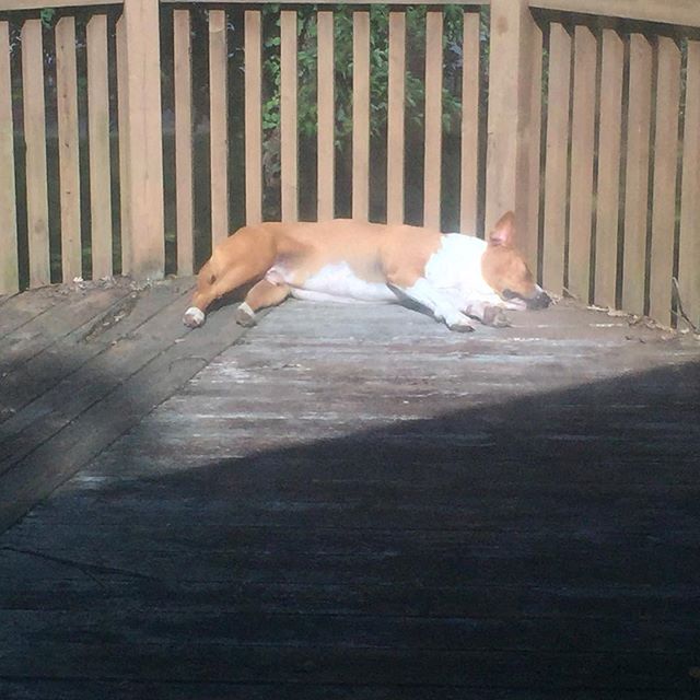 The #corgi is strong with this one today. I felt so bad for making him come inside, he reeeeallllly wanted to stay out. 😢