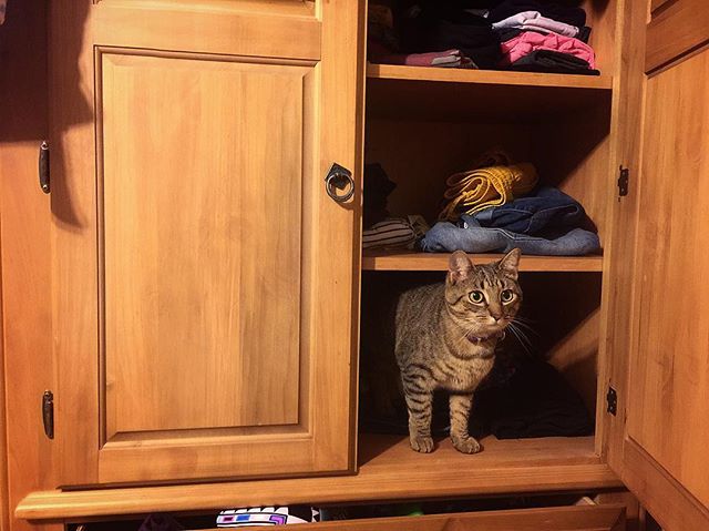 Looking all over the house for this little thing. I walk into our bedroom and hear a little squeak, look up and she&rsquo;s just hanging out. 😂😂