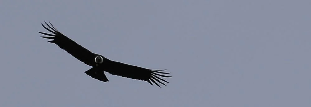 175.jpg