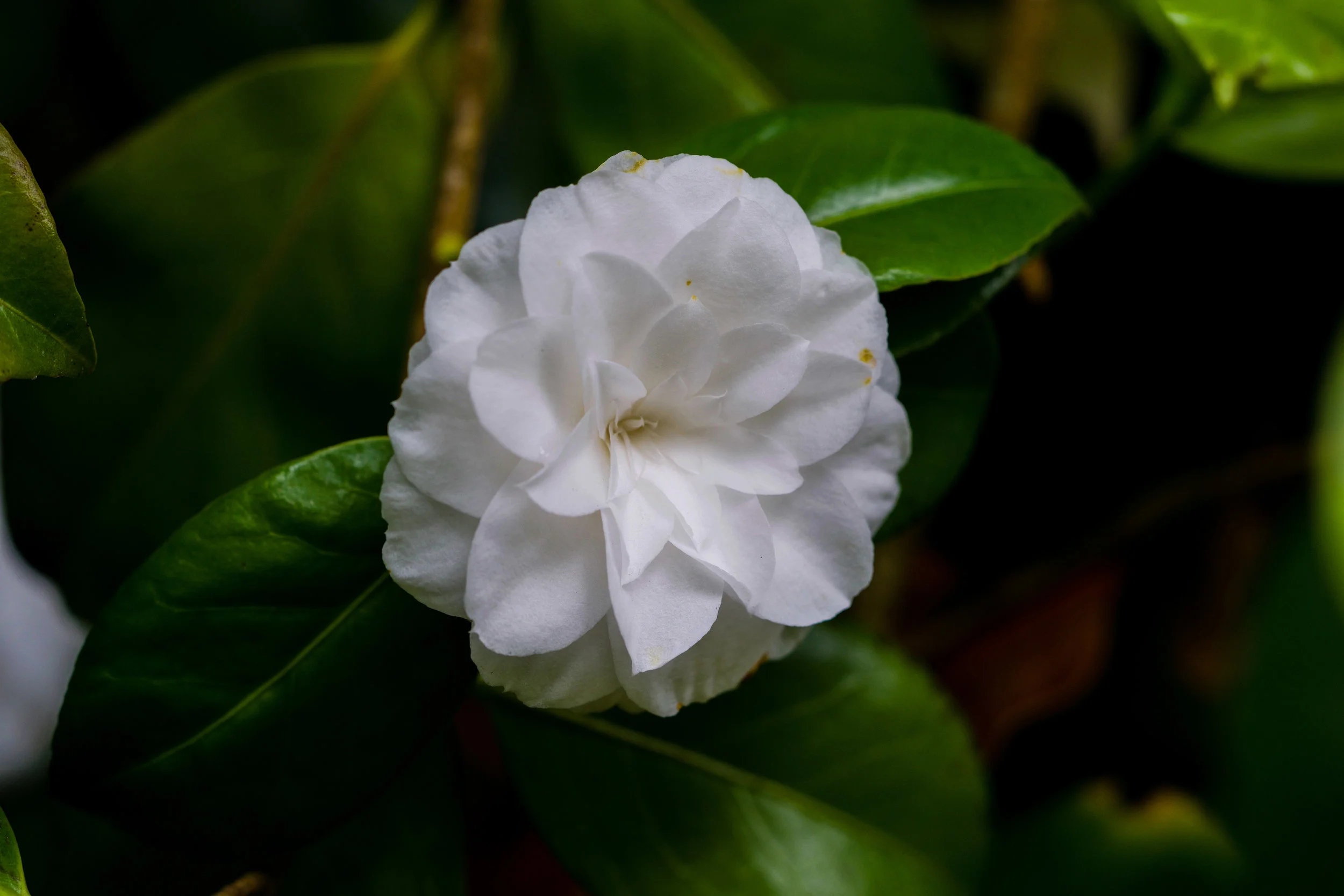 DSC04110.jpg