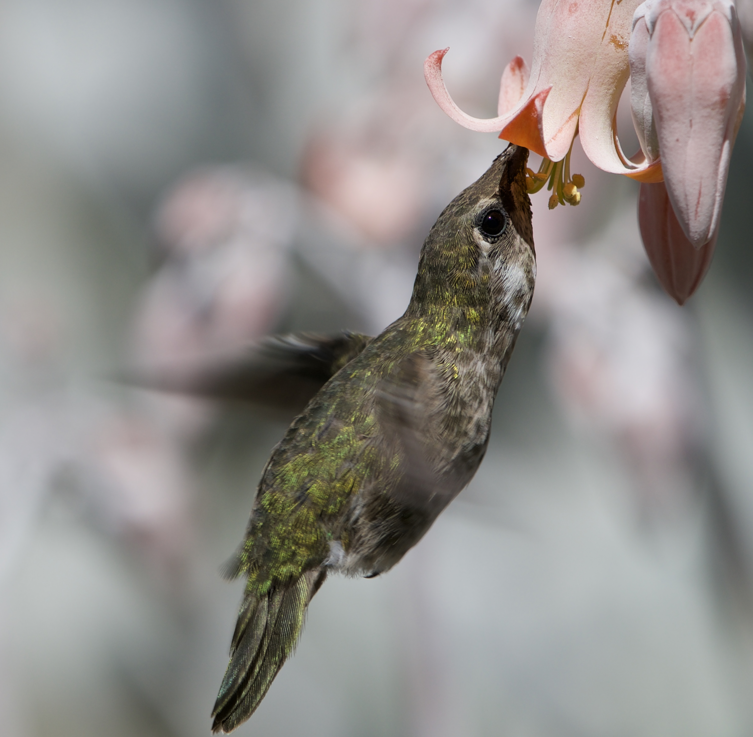Anna’s Hummingbird getting some nectar up close at Stanford Arizona Cactus Garden 06/28/2020