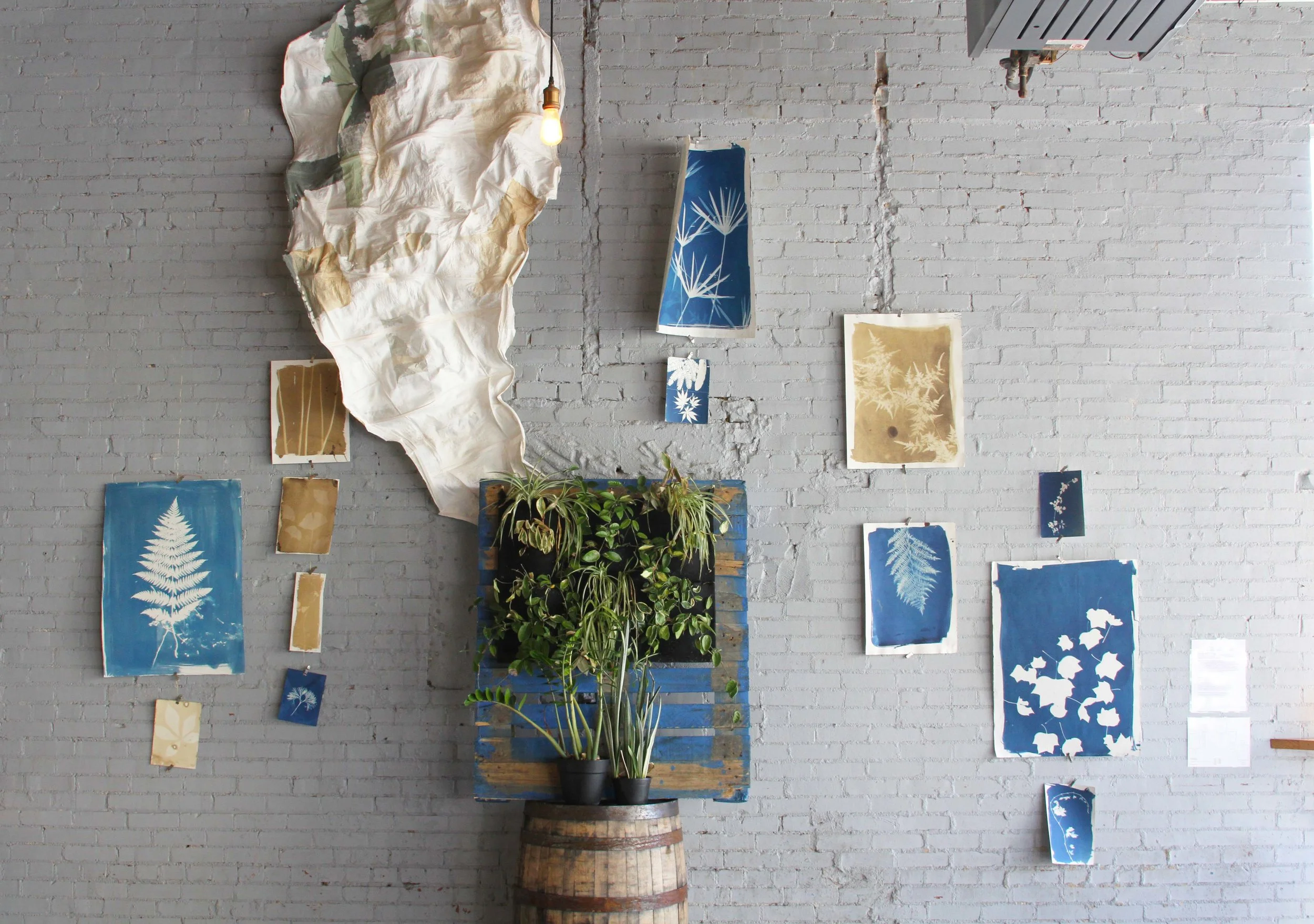 April 2016: Installation by the A4P (Air Purifying Plan Proliferation Project, a student-run organization of the University of Georgia; plant stand and paper sculpture) and photographer Rinne Allen (cyanotypes and van Dyke brown prints). 