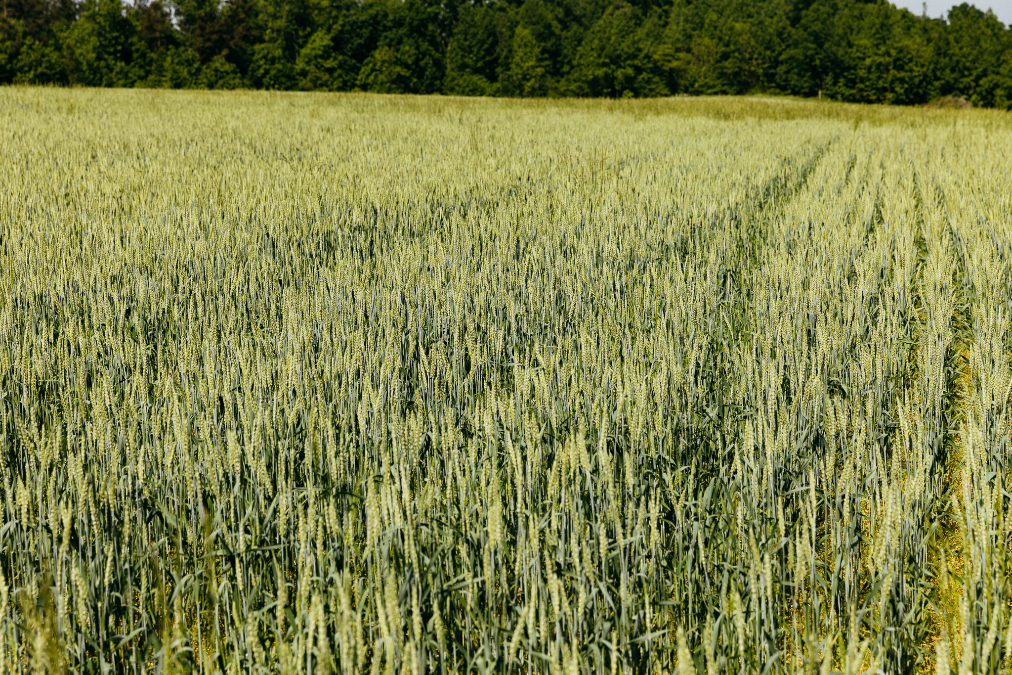 CCBC_DayspringFarmVisitStillWeb-9542.jpg