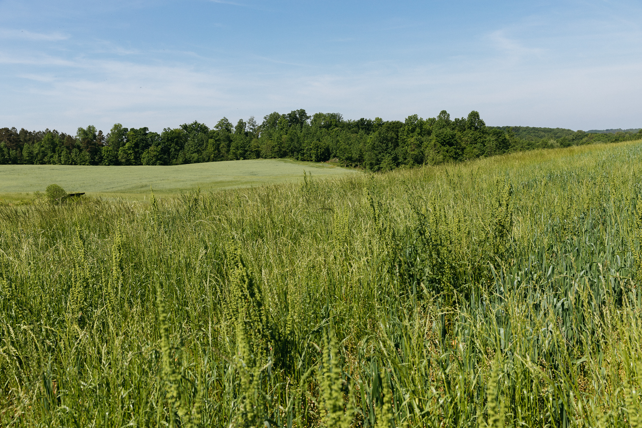 CCBC_DayspringFarmVisitStillWeb-9574.jpg