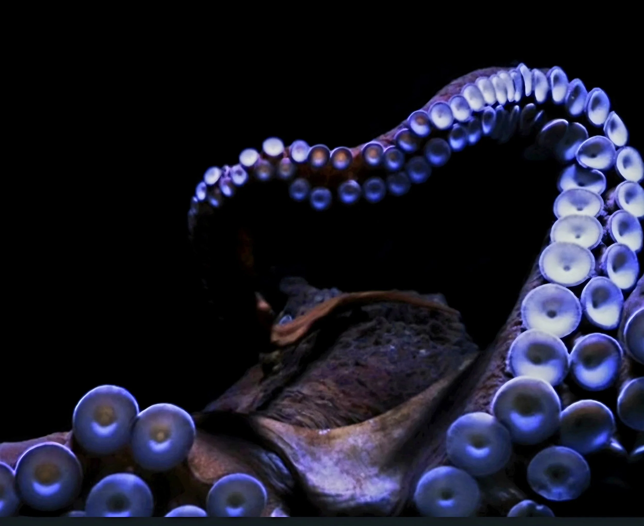 April 2 at 6pm: Pink Moon Shadow work and Archetypes