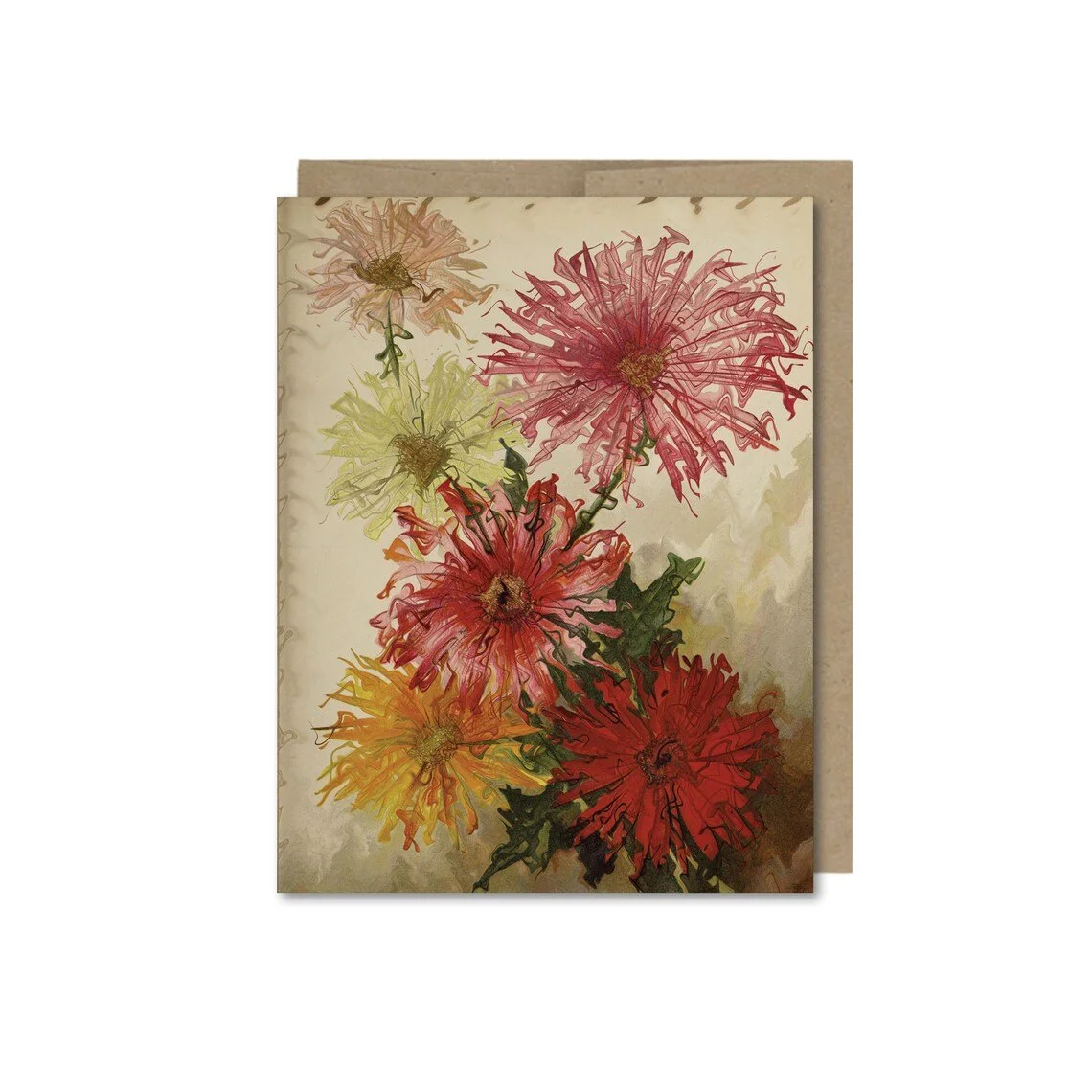 Gerbera Jamesonii.jpg