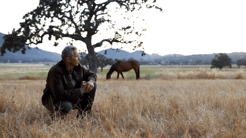 Delta HOrse shorter.gif