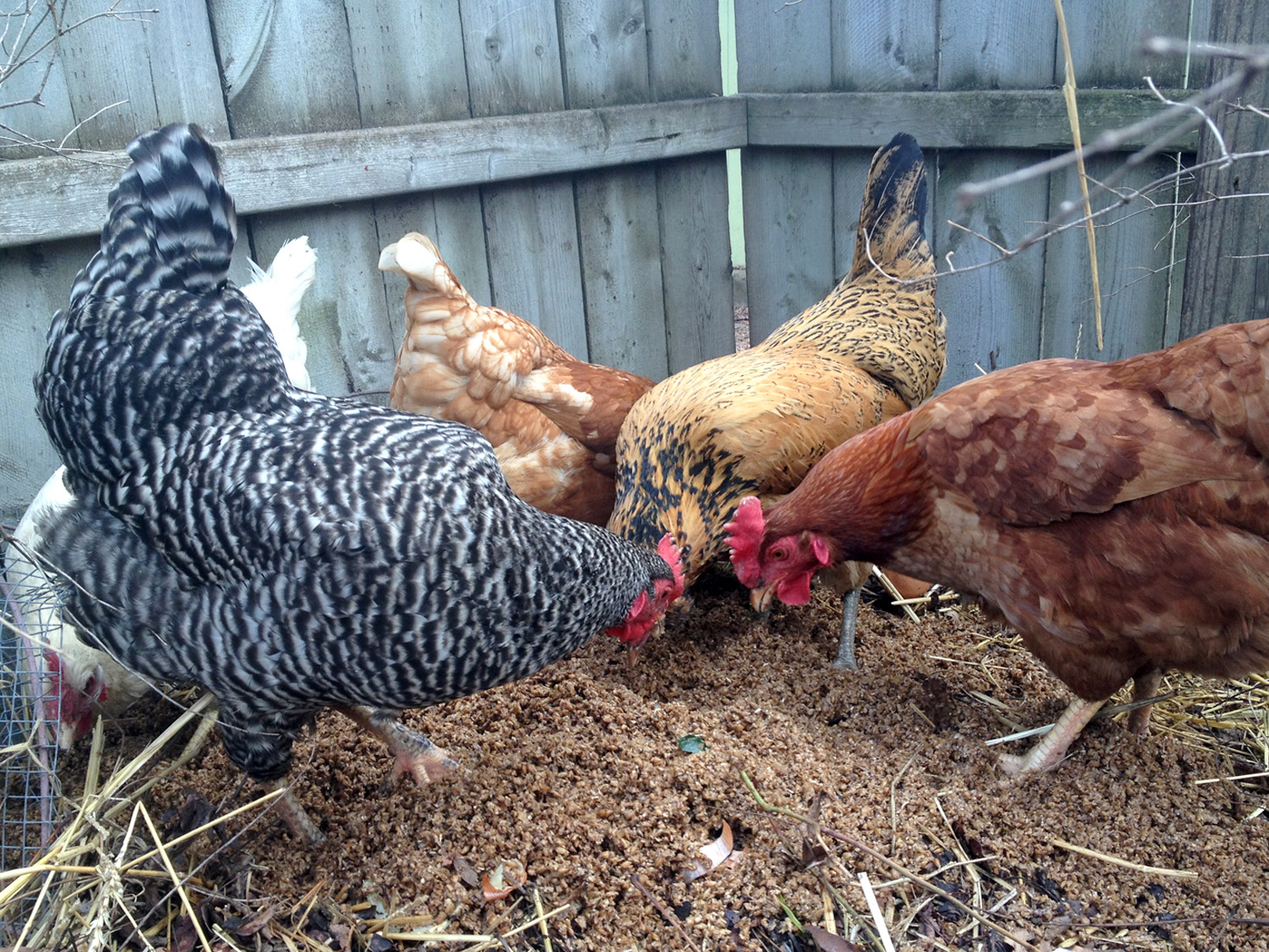 Sean Curry's chickens feeding on spent grain
