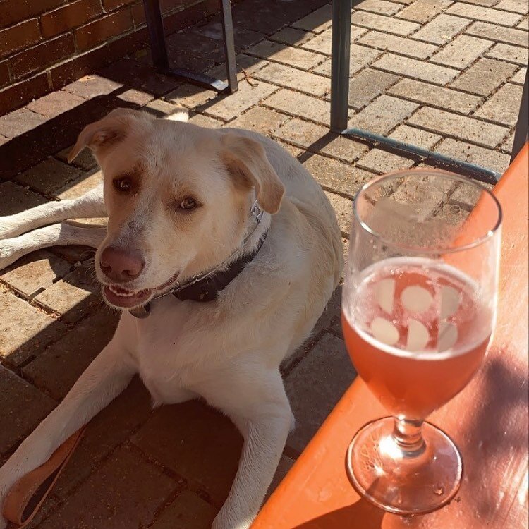  dog friendly patio at skokie brewery and taproom 