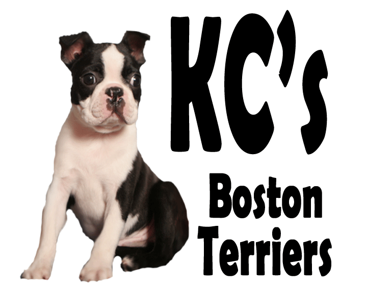 KC_s-Boston-Terriers-Logo.gif