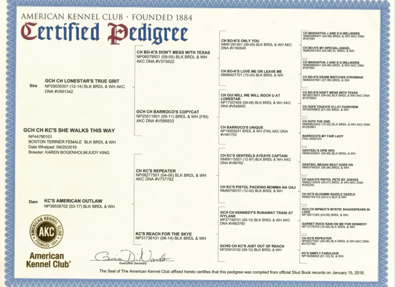 GCH CH KCs She Walks This Way - Pedigree.jpg