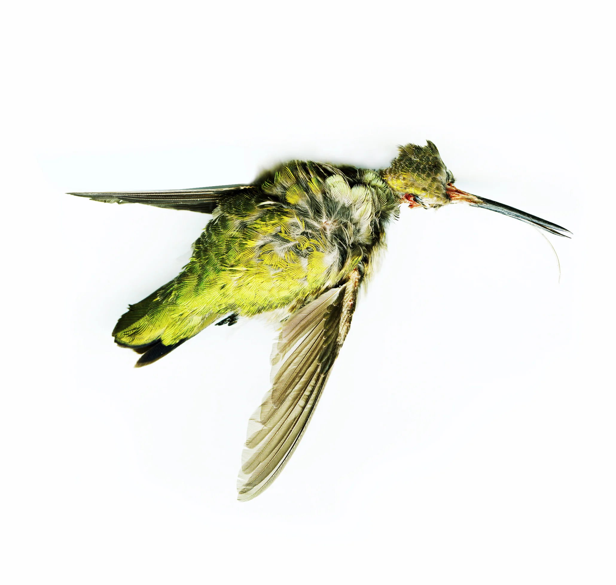 hummingbird.jpg