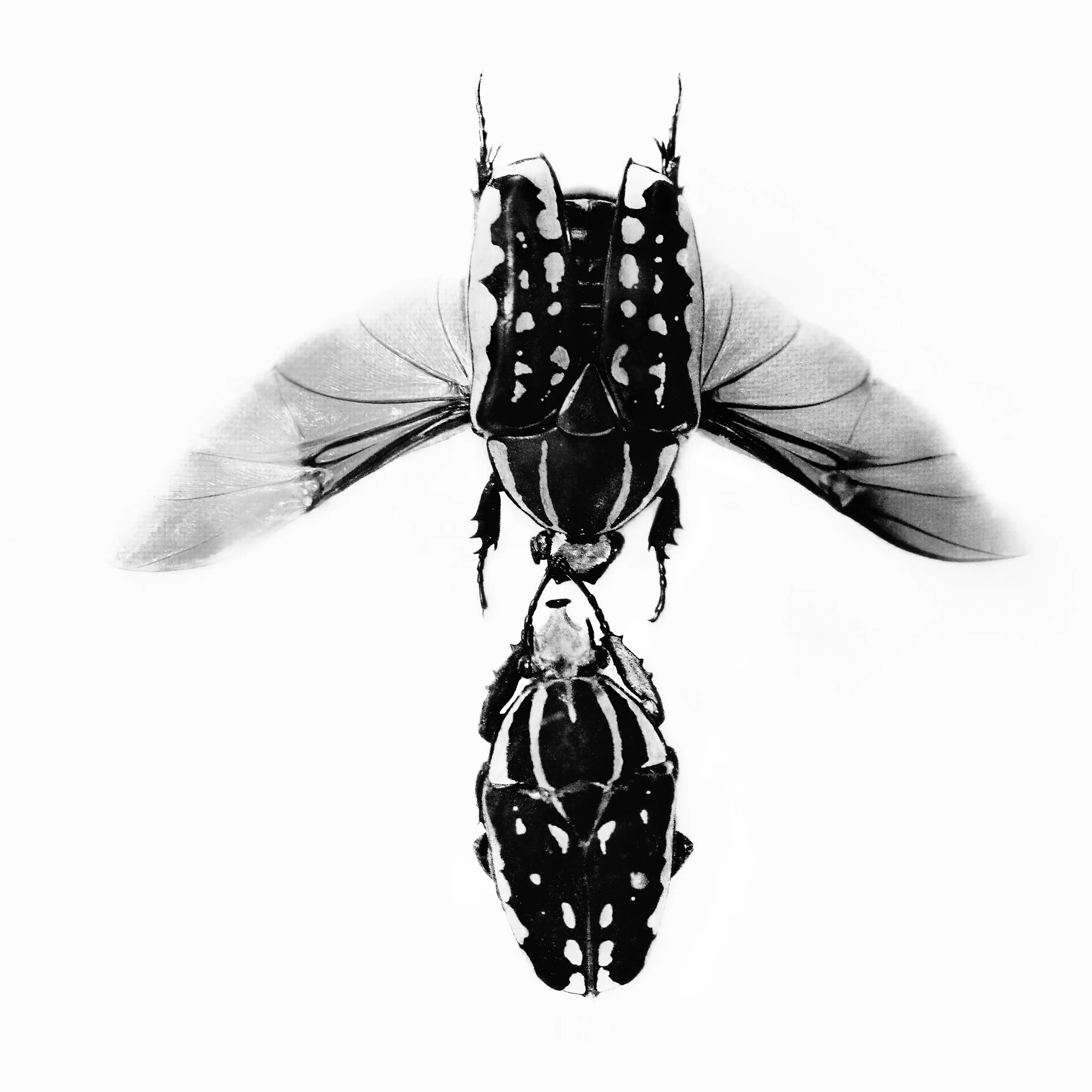 lovebugsbw.jpg