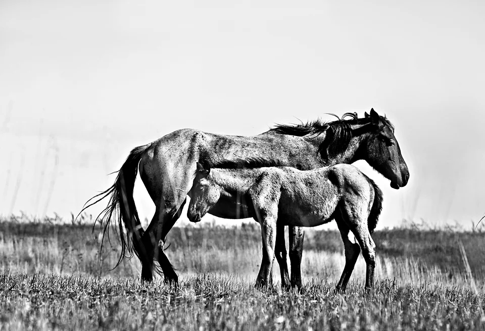 MothersDay13x19SM.jpg