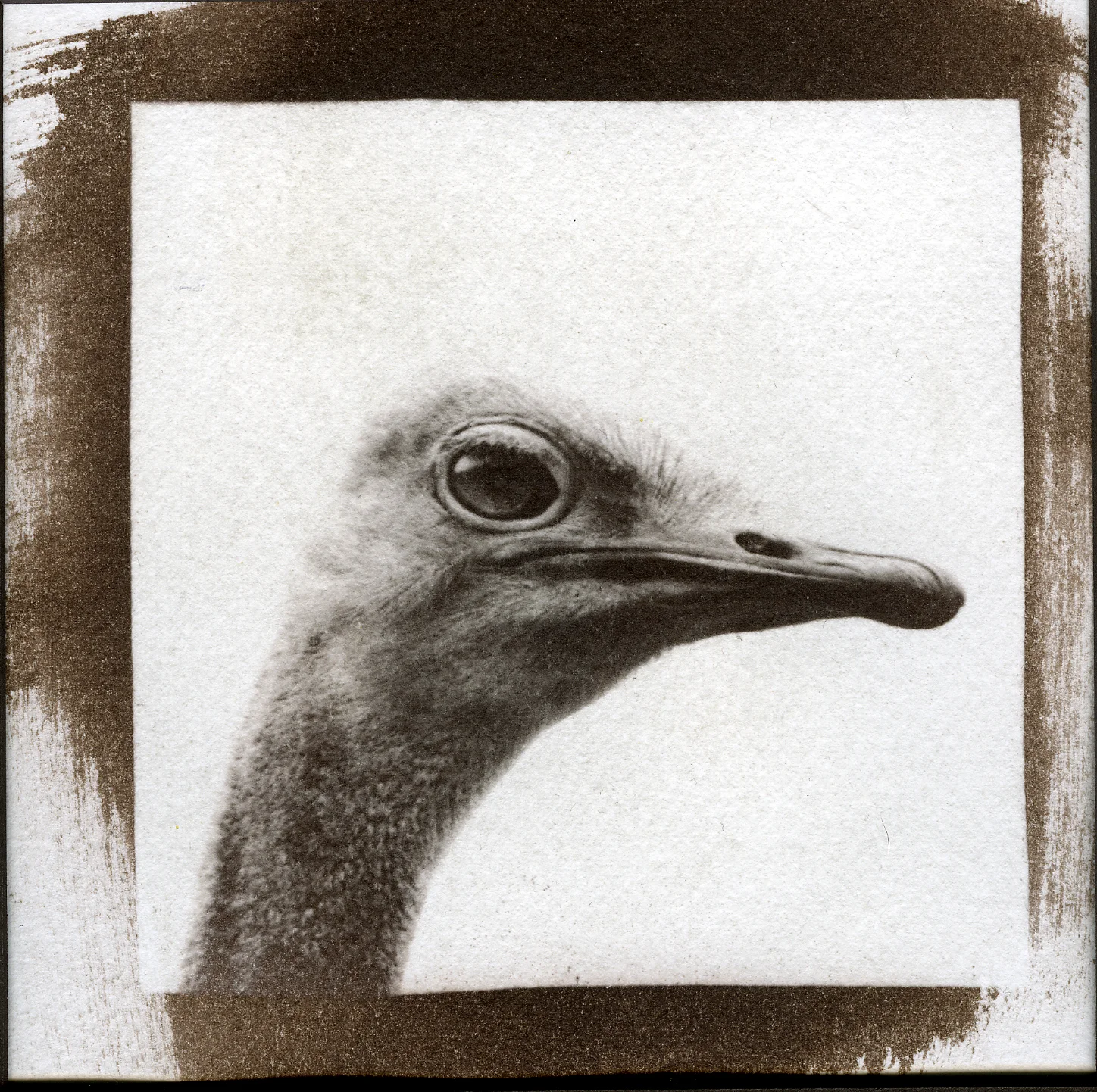 ostrich2@0.jpg