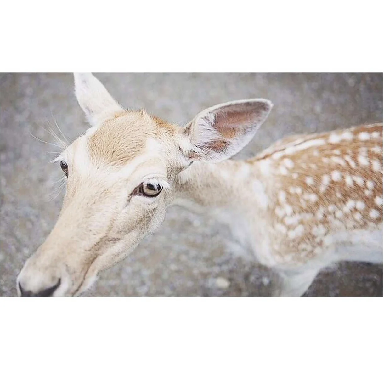deer.jpg