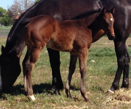 PATRONA DE LA NOCHE 2015 filly by WAGONS WEST