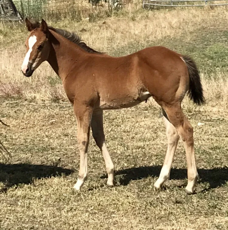 rdln colt 17.jpg