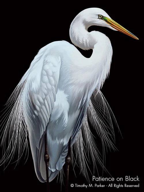white-bird-art