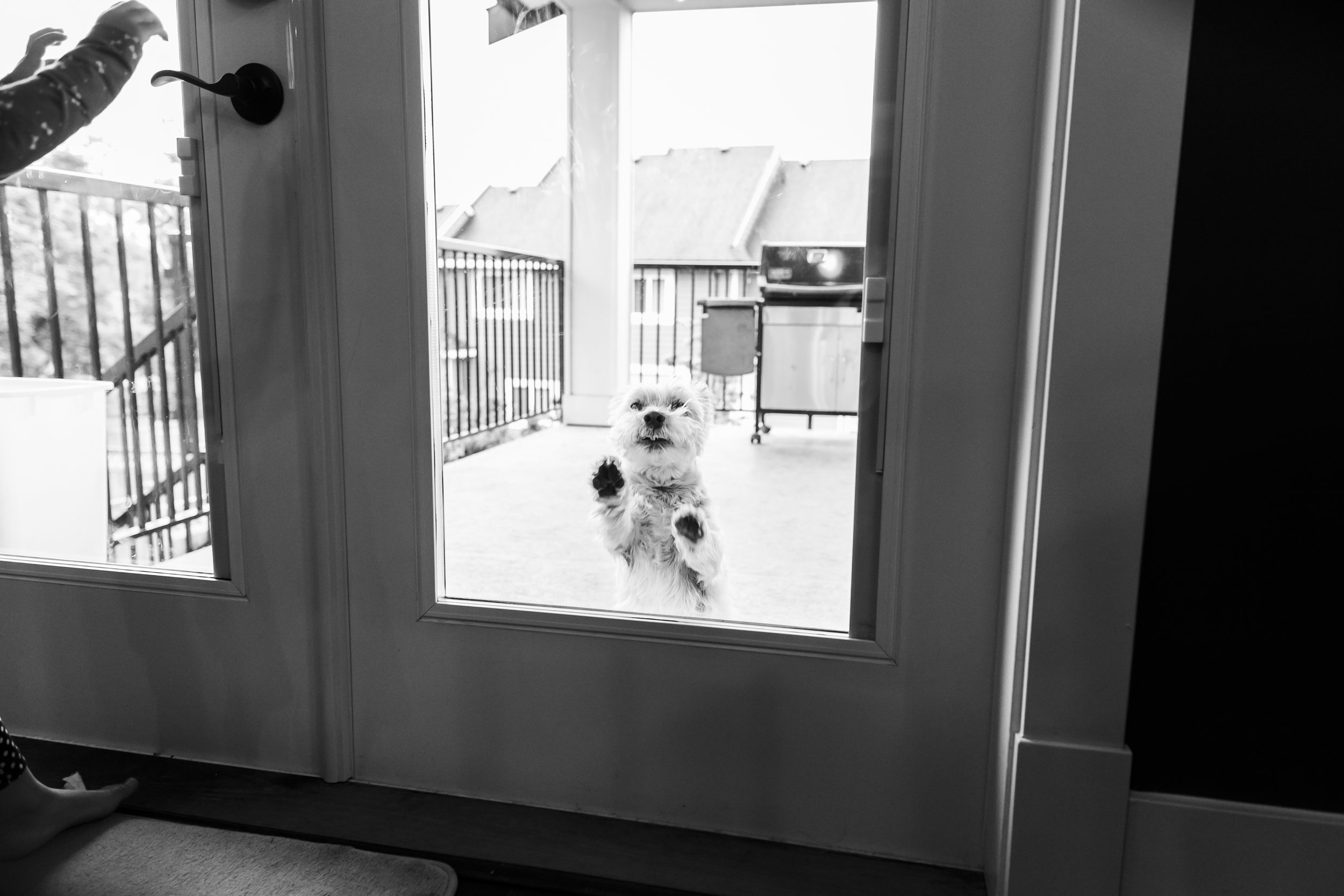 Surrey Family photographer. Vancouver family photographer, klutch Photography, documentary photography, candid photography, dog in window