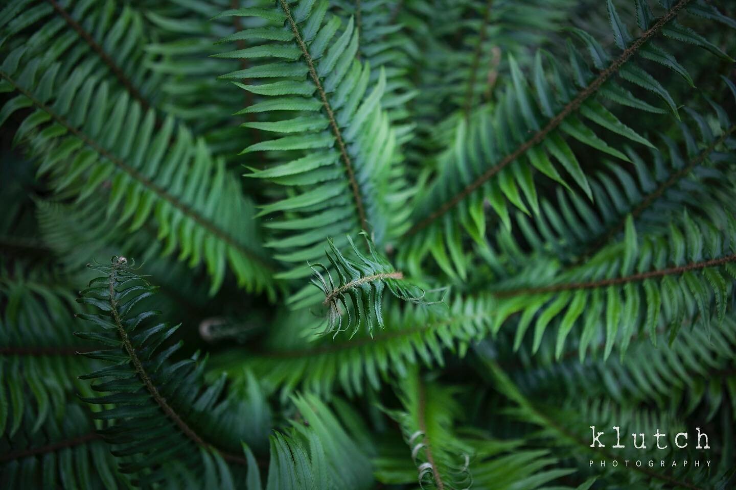 The fern symbolizes eternal youth. There, I&rsquo;ve educated someone this evening&hellip; including myself 😜

#naturephotography 
#beautyinnature 
#klutchphotography