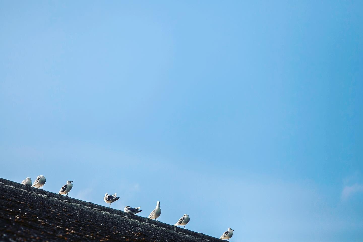 I heard seagulls today and I had a memory flood back.  I was at a beach a few years back and I said to myself &ldquo; the ocean will always remind me of my Dad even... when he&rsquo;s gone&rdquo;. 

Those were the days that I had all the time in the 