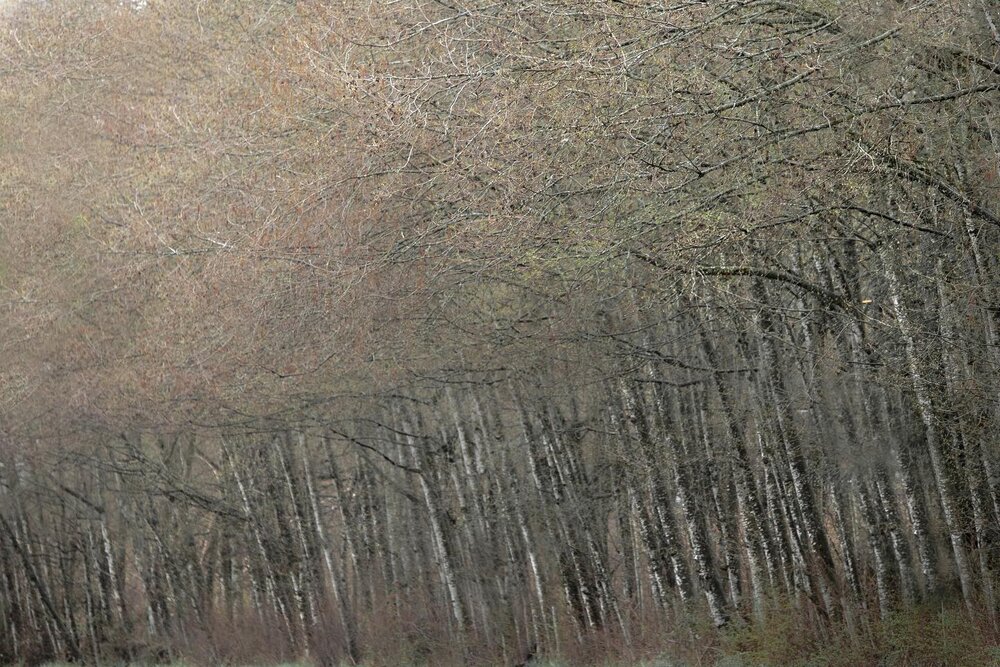 This row of trees have been calling me for years to take its picture and finally I obliged. 

Anyone who lives in my area do you know where this is?

Anywho, I feel like a weight has been lifted off my shoulders. I can drive by this now, and not feel